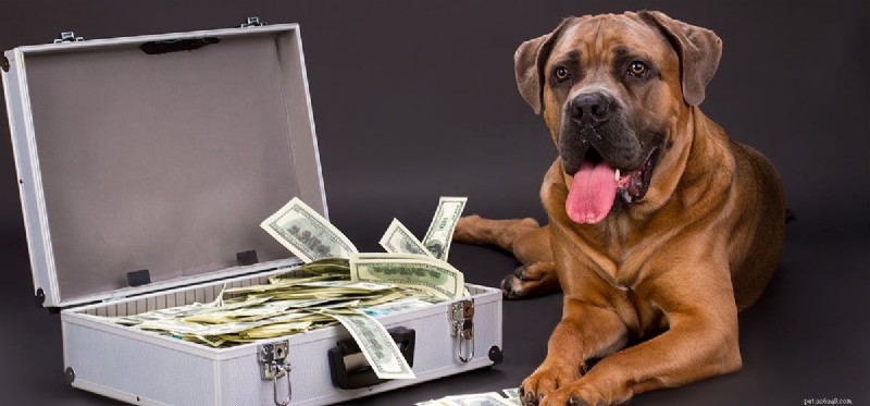 Cítí psi peníze?