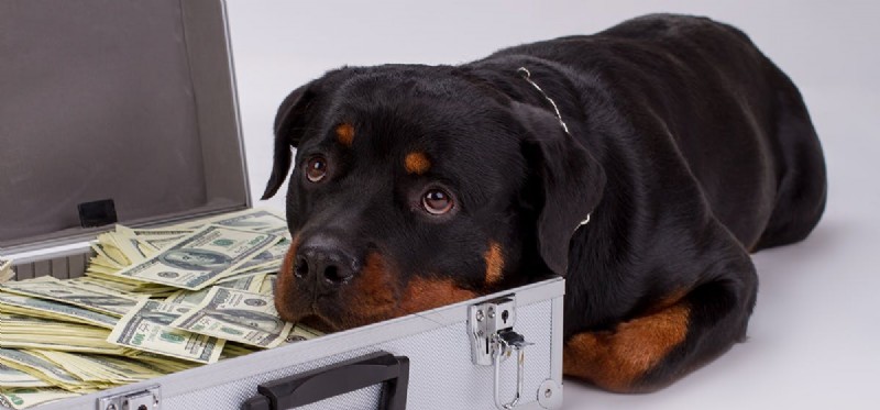 Cães sentem o cheiro de dinheiro?