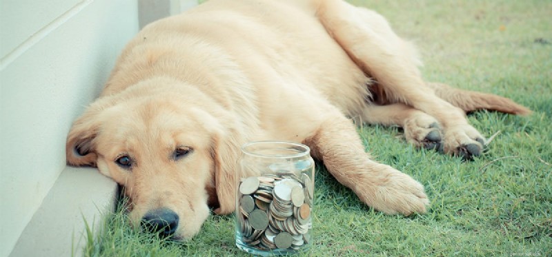 Kunnen honden geld ruiken?