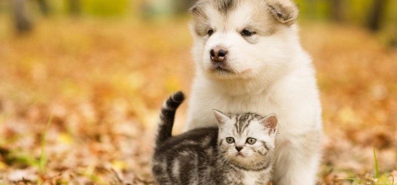 Kunnen honden katten ruiken?