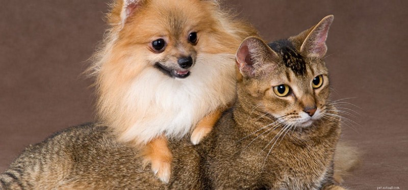 Могут ли собаки нюхать кошек?