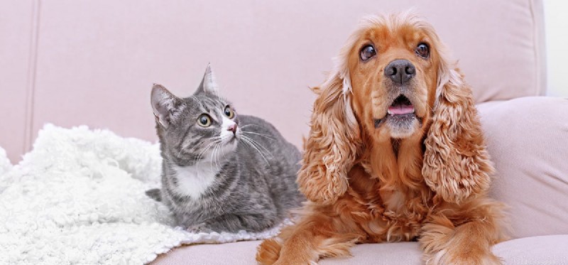 犬は猫の匂いを嗅ぐことができますか?