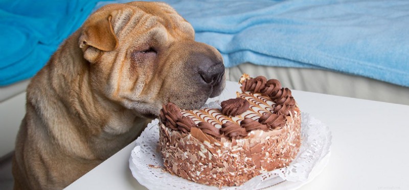 Os cães podem sentir o cheiro de chocolate?