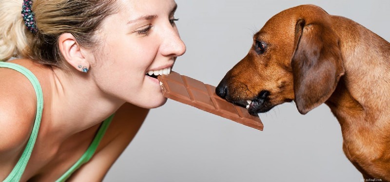 I cani possono annusare il cioccolato?