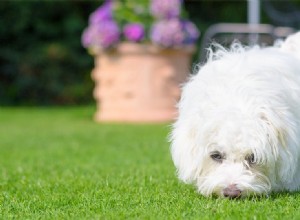 犬は濃縮物の匂いを嗅ぐことができますか?