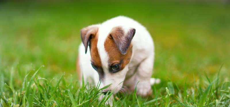 I cani possono annusare i concentrati?