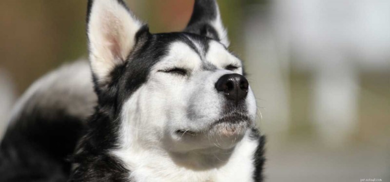 Kan hundar lukta prärievargar?