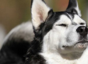 犬はコヨーテのにおいを嗅ぐことができますか?