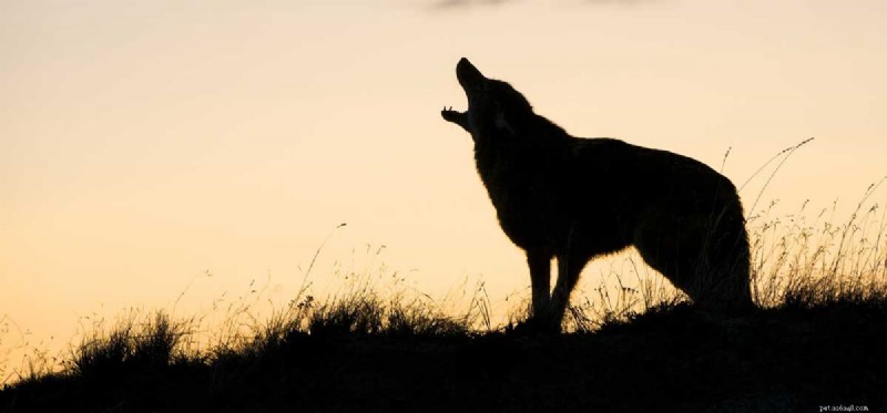 I cani possono annusare i coyote?