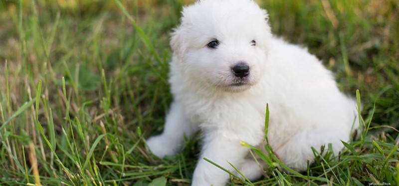 Os cães podem sentir o cheiro dos cortes?