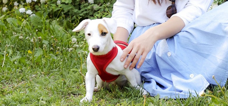 Les chiens peuvent-ils sentir les coupures ?