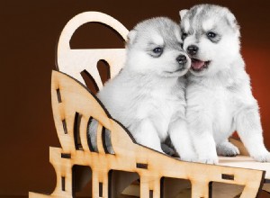 犬は軽くたたくペンの匂いを嗅ぐことができますか?