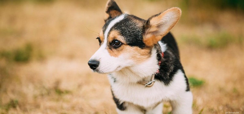 Os cães podem cheirar canetas?