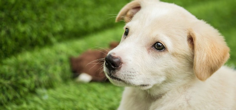 Os cães podem cheirar canetas?