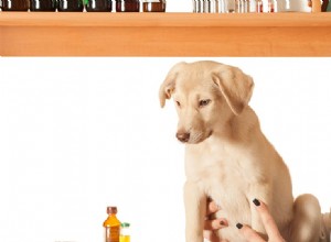 犬は DNA の匂いを嗅ぐことができますか?