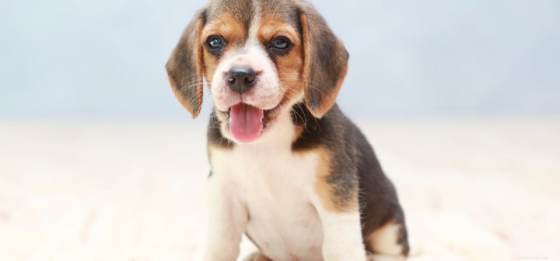 Могут ли собаки чувствовать запах ДНК?