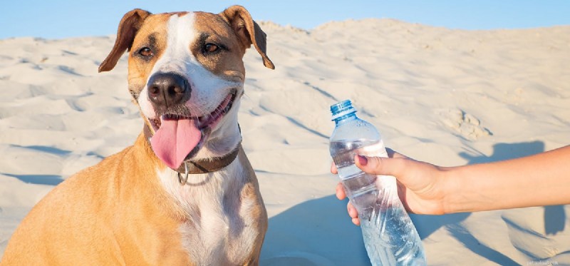 Kan hundar lukta droger i vatten?