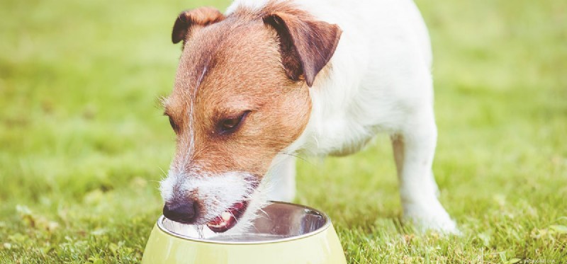 Os cães podem cheirar drogas na água?