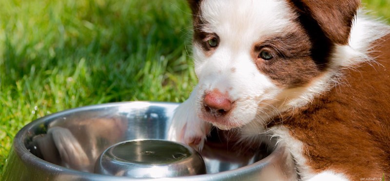 개가 물에서 마약 냄새를 맡을 수 있습니까?