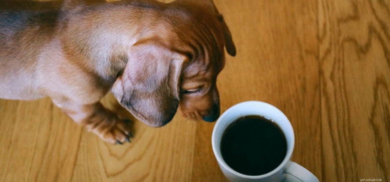 I cani possono annusare le droghe attraverso il caffè?
