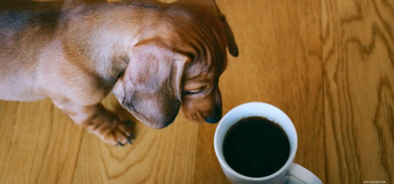 Kan hundar lukta droger genom kaffe?