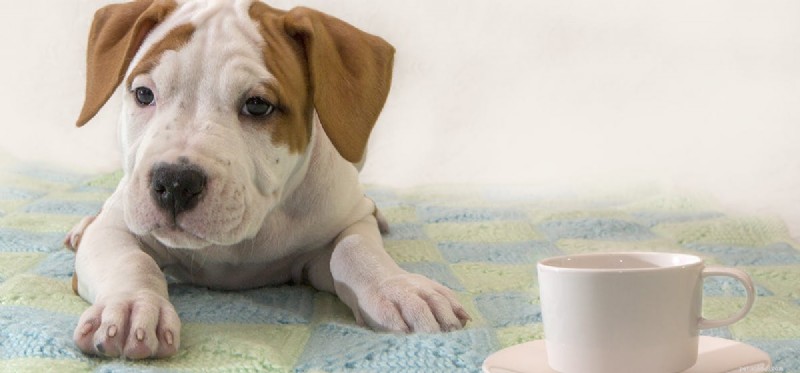 Kan hundar lukta droger genom kaffe?
