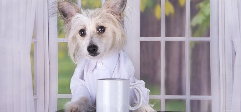 I cani possono annusare le droghe attraverso il caffè?