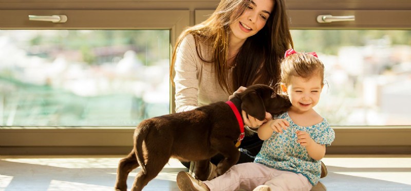 Kan hundar lukta familjemedlemmar?