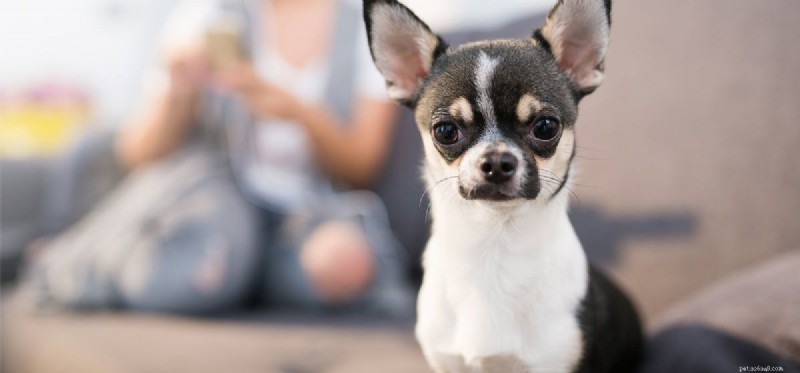 I cani possono annusare gli ormoni femminili?