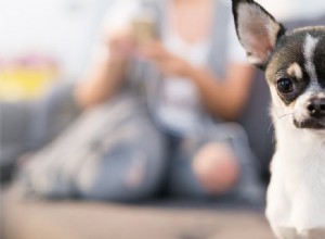 개가 여성 호르몬의 냄새를 맡을 수 있습니까?