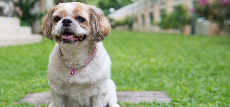 Могут ли собаки чувствовать запах фентанила?