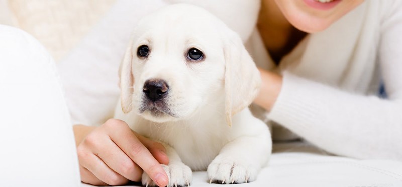 Kan hundar lukta fertilitet?