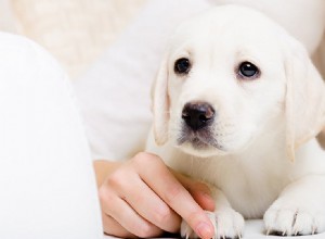 犬は生殖能力のにおいを嗅ぐことができますか?