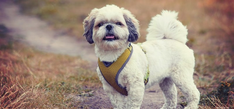 犬はフェンタニルのにおいを嗅ぐことができますか?