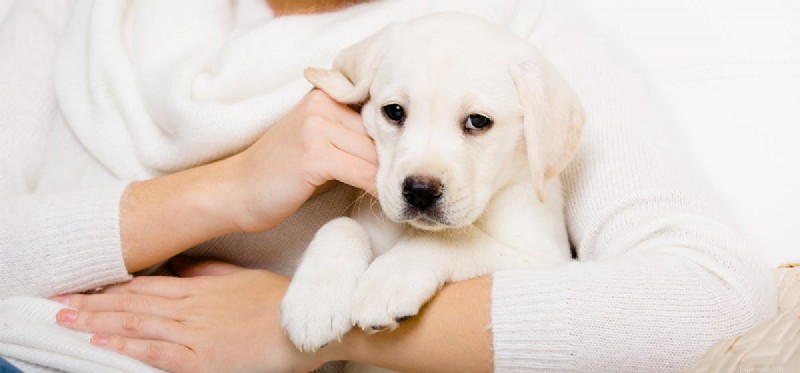Kunnen honden eten ruiken in uw maag?