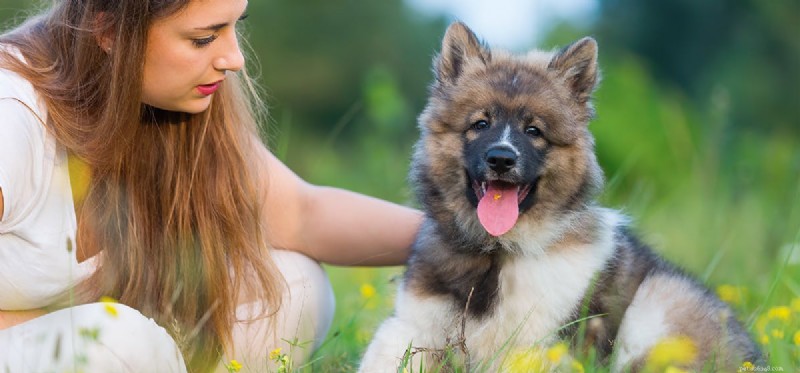 Kunnen honden eten ruiken in uw maag?