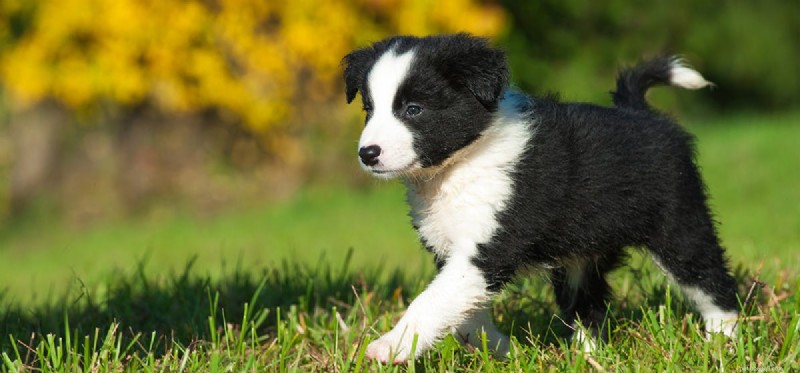 Os cães podem cheirar larvas?