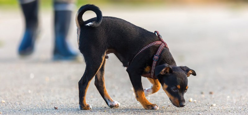 Os cães podem cheirar larvas?