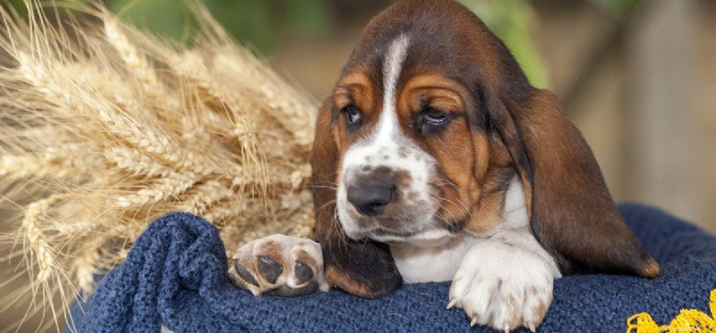 Kan hundar lukta hormonella förändringar?