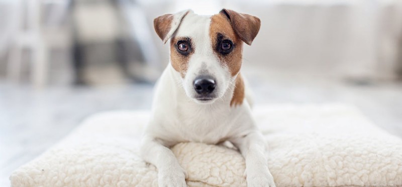 犬は人間のフェロモンの匂いを嗅ぐことができますか?