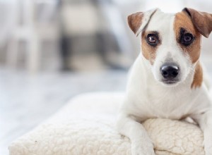 犬は人間のフェロモンの匂いを嗅ぐことができますか?