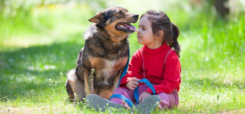 犬は人間のフェロモンの匂いを嗅ぐことができますか?