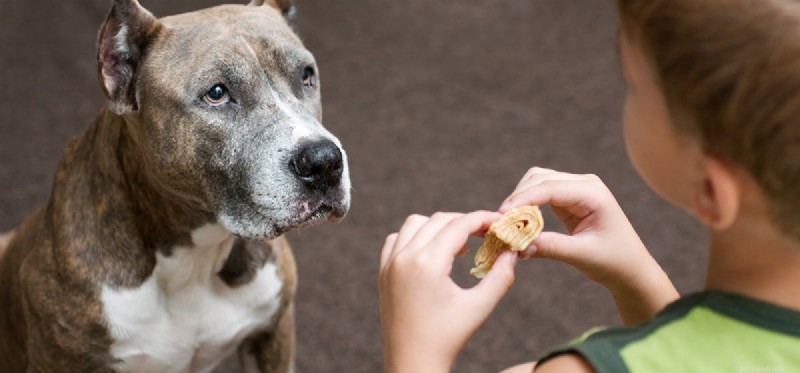 Kunnen honden menselijke feromonen ruiken?