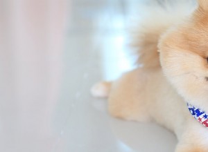 犬はヒドロコドンの匂いを嗅ぐことができますか?