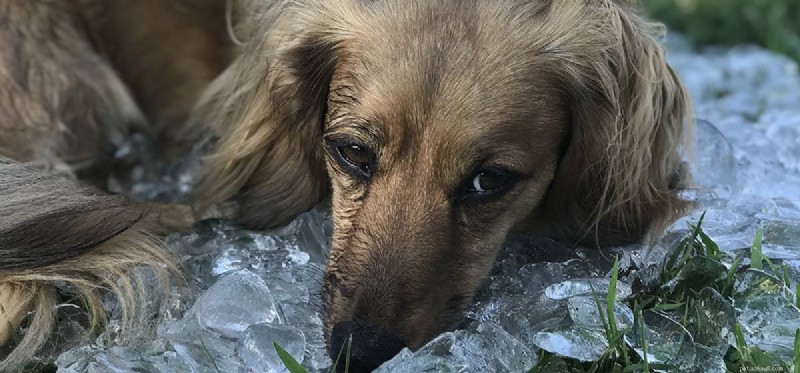I cani possono annusare il ghiaccio?