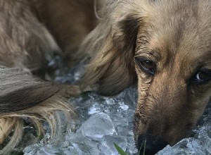 Могут ли собаки чуять лед?