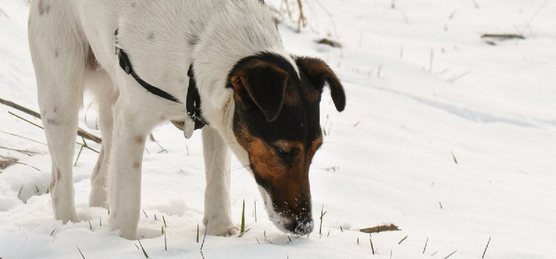 Os cães podem cheirar gelo?