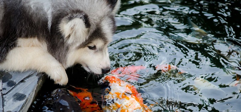 Kunnen honden naar vis ruiken?