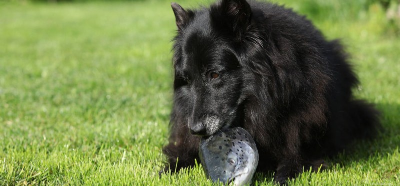 Могут ли собаки пахнуть рыбой?