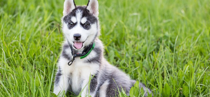 I cani possono annusare gli oppioidi?